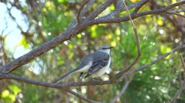 A Northern mockingbird bird perched on a tree branch.