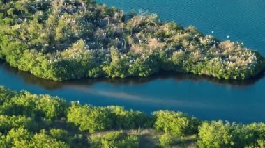 Doğal ortamdaki vahşi yaşama dair havadan bir bakış. Güney Florida 'nın sulak alanları, bir sürü beyaz balıkçıl ve balıkçıl kuşları körfez suları arasında yeşil çalılıklarda..