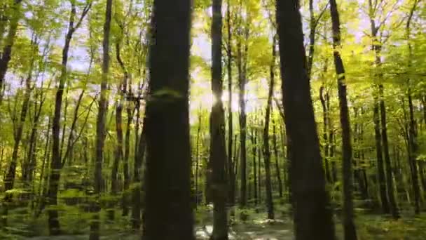 Hermoso Paisaje Con Rayos Luz Que Brillan Través Bosques Verdes — Vídeo de stock