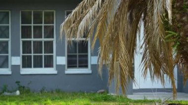 Florida 'nın arka bahçesindeki Ian kasırgasından sonra ölü palmiye ağacı sökülmüş..