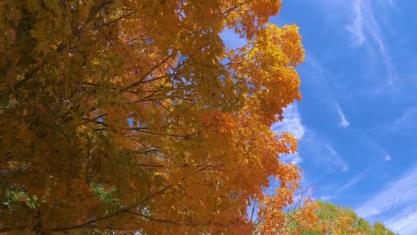 阳光明媚的日子 秋天的树林里 郁郁葱葱的森林里有五彩缤纷的日光浴 秋天野性景观 — 图库视频影像