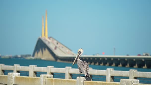 Sunshine Skyway Bridge Πάνω Από Tampa Bay Στη Φλόριντα Κίνηση — Αρχείο Βίντεο