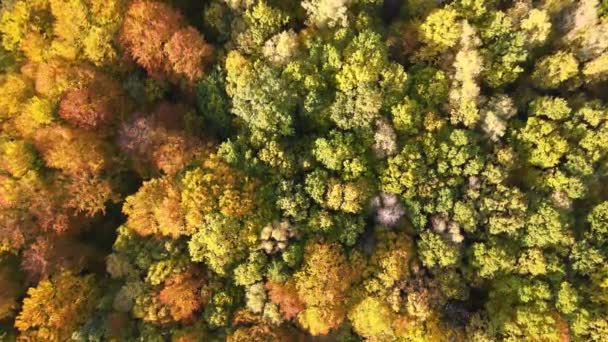 Vista Desde Arriba Coloridos Bosques Con Toldos Amarillos Naranjas Bosque — Vídeo de stock