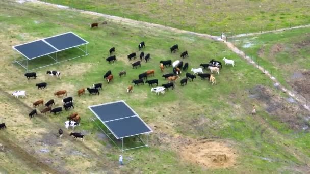 Vue Aérienne Des Cow Men Qui Occupent Bétail Dans Parc — Video