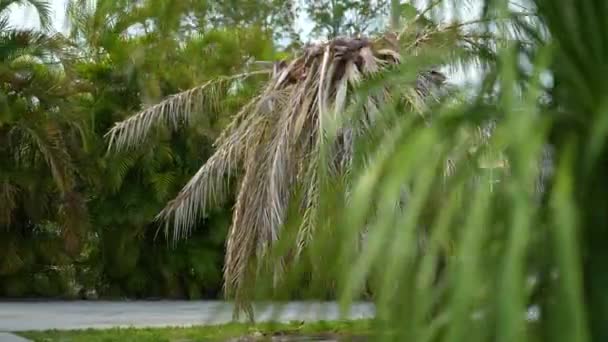 Droge Dode Palmboom Florida Home Achtertuin Ontworteld Orkaan Ian — Stockvideo