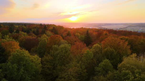 Utsikt Från Ovan Över Färgglada Skogar Vid Solnedgången Gul Och — Stockvideo