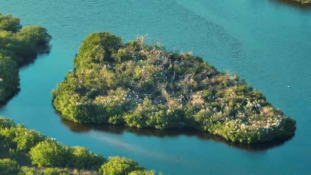 Вид Сверху Болота Флориды Стаями Белой Цапли Птиц Цапли Зеленой — стоковое видео