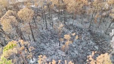 Florida orman ormanlarını yok eden yangından sonra yanmış ölü bitki örtüsü. Yıkılmış orman zemini kül tabakasıyla kaplı. Doğal afet kavramı.