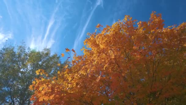 Bunte Wälder Mit Gelben Und Orangefarbenen Kronen Herbstwald Sonnigen Tagen — Stockvideo