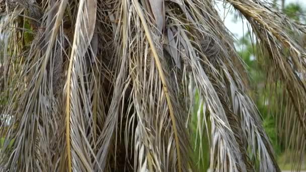 Мертвые Пальмы Выкорчеваны После Урагана Иан Домашнем Дворе Флориды — стоковое видео