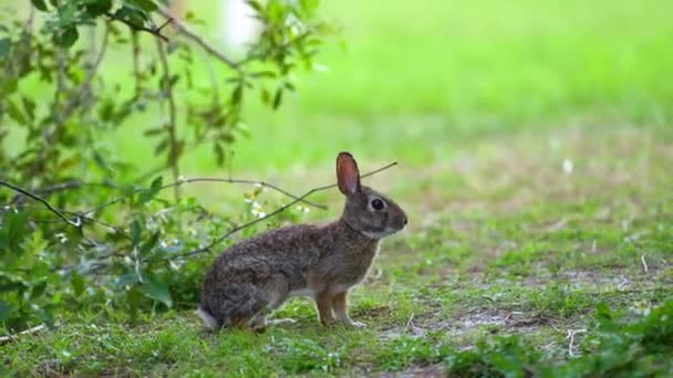 フロリダの裏庭で草を食べる灰色の小さなウサギ 自然の中で野生ウサギ — ストック動画