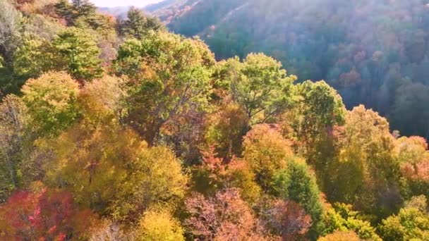 Pohled Shora Barevné Lesy Žlutými Oranžovými Baldachýny Podzimním Lese Slunečného — Stock video
