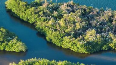 Florida 'nın yukarısından deniz suları arasında yeşil bataklık bitkisi üzerinde beyaz balıkçıl sürüleri ve balıkçıl kuşları görünüyor. Doğal yaşam ortamında vahşi yaşam.