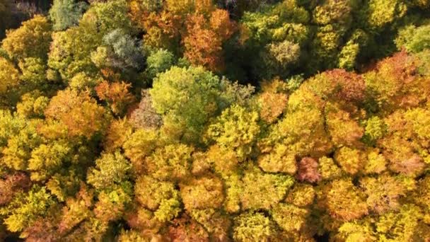 晴れた日には秋の森の中で黄色とオレンジのキャノピーとカラフルな森の上から眺めます 秋の自然景観 — ストック動画