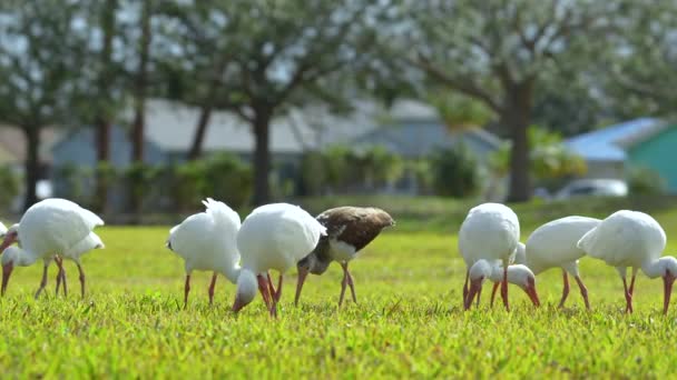Λευκά Ibis Άγρια Πουλιά Επίσης Γνωστή Μεγάλη Egret Ερωδιός Περπάτημα — Αρχείο Βίντεο
