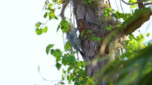 Краснобрюхая Дятловая Птица Ищущая Еду Ветке Дерева Летних Лесах Флориды — стоковое видео
