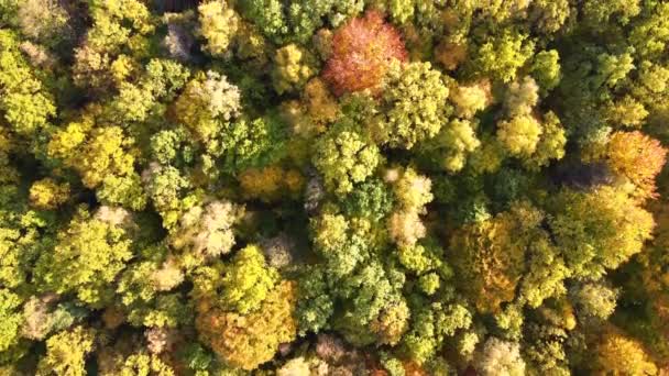 Αεροφωτογραφία Του Καταπράσινου Δάσους Πολύχρωμα Στέγαστρα Φθινόπωρο Δάση Την Ηλιόλουστη — Αρχείο Βίντεο