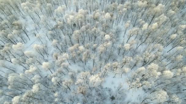 寒い冬には凍った木々に覆われた白い森の空の景色 冬の鬱蒼とした野生の森 — ストック動画