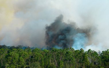 Florida ormanlarında tehlikeli bir orman yangını var. Yoğun ormanda sıcak alevler. Zehirli duman kirletici atmosfer.