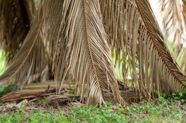 Florida 'nın arka bahçesinde kurumuş dalları olan ölü palmiye ağaçları. Ağaç kaldırma kavramı.