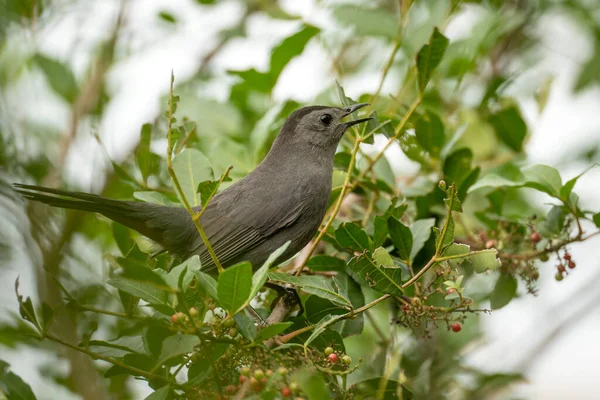 stock image A Gray Catbird bird perched on a tree branch in summer Florida shrubs.