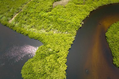 Florida 'nın yukarısından, okyanus suları arasında yeşil bitki örtüsü olan bir yer. Bataklıktaki birçok tropikal türün doğal yaşam alanı.
