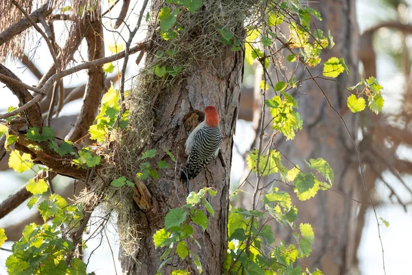 Red Bellied Woodpecker Bird Perched Tree Branch Summer Florida Woods — Fotografia de Stock