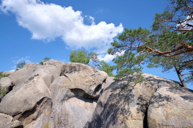 Big old pine tree growing on rocky mountain top under blue sky on summer mountain view background.
