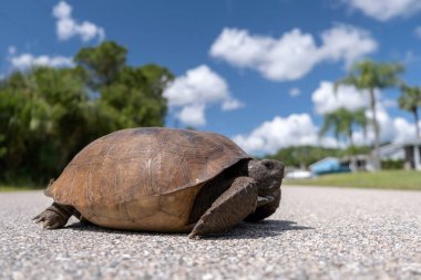 Nesli tükenmekte olan kaplumbağa kaldırımda yürüyor. Vahşi Gopher Kaplumbağası Florida, ABD 'de kırsal yoldan geçiyor. Vahşi yaşam koruması.