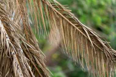 Florida 'nın arka bahçesinde kurumuş dalları olan ölü palmiye ağaçları. Ağaç kaldırma kavramı.