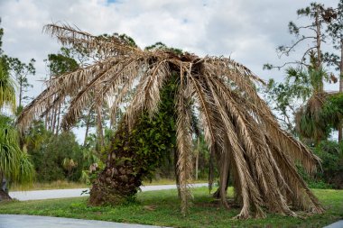 Florida 'nın arka bahçesinde kurumuş dalları olan ölü palmiye ağaçları. Ağaç kaldırma kavramı.