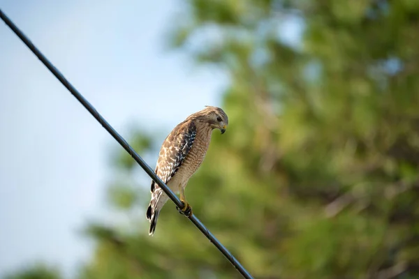 The red-shouldered hawk bird perching on electric cable looking for prey to hunt.