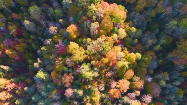 晴れた日には秋の森の中でカラフルなキャノピーと緑豊かな森の空中ビュー 秋の野生自然景観 — ストック動画