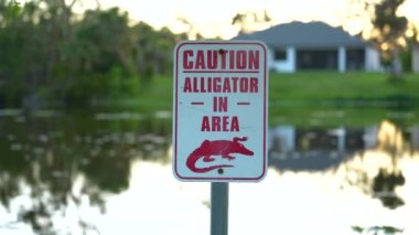 Florida liman parkındaki timsah tehlikesi uyarısı. Su kenarında yürürken dikkat ve güvenlik konusunda..