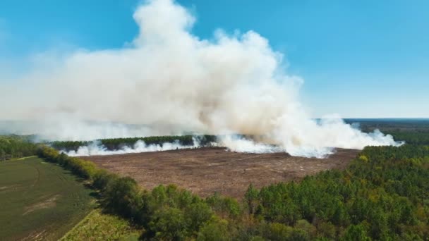 Erdőtűzből Származó Fehér Füst Légi Képe Emelkedik Fel Szennyező Atmoszférában — Stock videók