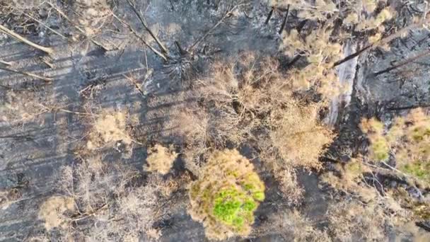 Обугленная Мёртвая Растительность Сгорела После Пожара Флориде Уничтожившего Леса Джунглей — стоковое видео