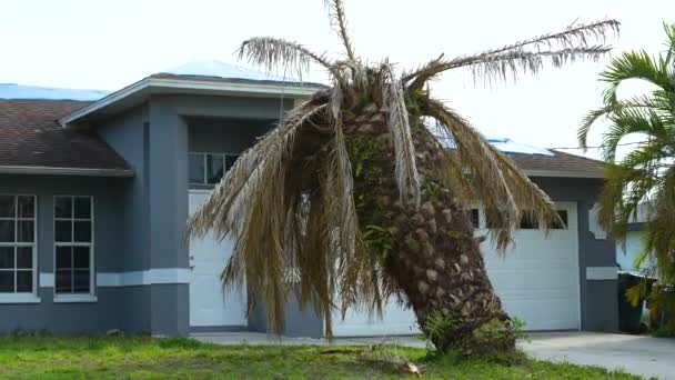 フロリダの家の裏庭で死んだヤシの木がハリケーンイアンの後に根こそぎになった — ストック動画