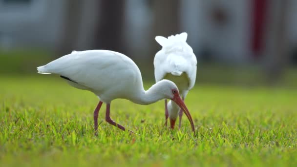 Biały Ibis Dzikie Ptaki Znany Również Jako Wielki Egret Lub — Wideo stockowe
