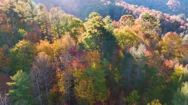 Blick Von Oben Auf Bunte Wälder Mit Gelben Und Orangefarbenen — Stockvideo