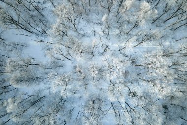 Soğuk kış mevsiminde donmuş ağaçlarla kaplı beyaz ormanın havadan görünüşü. Kışın sık ve vahşi bir orman..