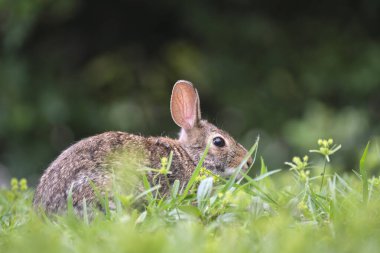 Gri küçük tavşan yaz tarlasında ot yiyor. Vahşi tavşan doğada.
