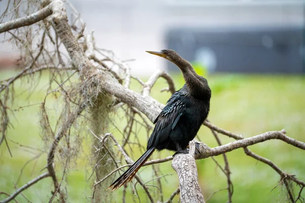 A big anhinga bird resting on tree branch in Florida wetlands.