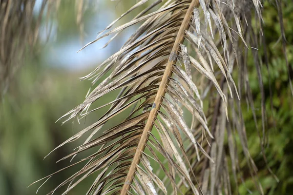 Мертвая Пальма Сухими Ветвями Заднем Дворе Флориды Концепция Удаления Деревьев — стоковое фото
