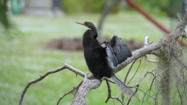 Een Grote Anhinga Vogel Rustend Boom Aftakking Florida Wetlands — Stockvideo