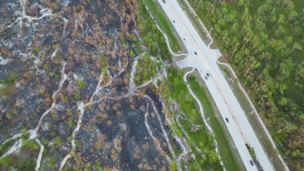 Черная Мёртвая Растительность Сгорела После Лесного Пожара Уничтожившего Леса Джунглях — стоковое видео