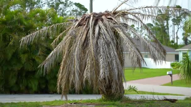 Dead Palm Tree Uprooted Hurricane Ian Florida Home Backyard — Stock Video