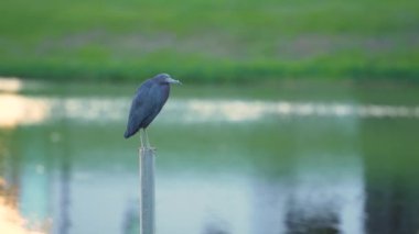 Little blue heron bird perching near lake water in Florida wetland.