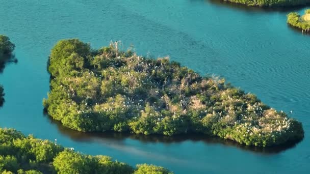 Sud Floride Zones Humides Avec Nombreuses Aigrette Blanche Héron Oiseaux — Video