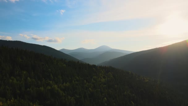 明るい夕日で濃い松の森の木々と高い山の上に霧の夜の空中ビュー 夕暮れ時の野生の山の森の絶景 — ストック動画