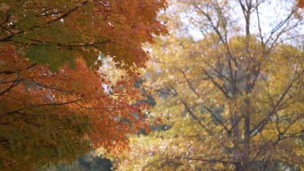 Пышные Леса Красочными Навесами Осеннем Лесу Солнечный День Пейзаж Осенней — стоковое видео
